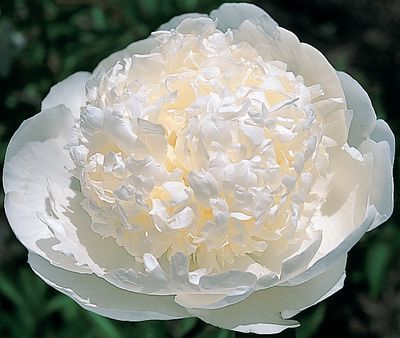 Bridal Gown 3/5 0937 фото
