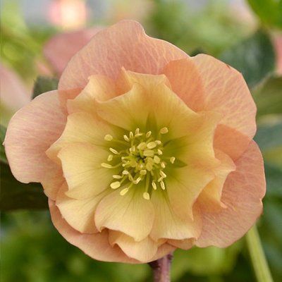 Чемерник &lsquo;Double Apricot&rsquo; 3064 фото
