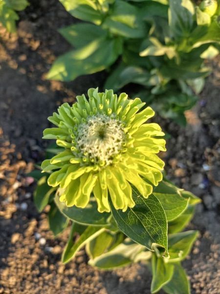 Цинія елегантна Гіганти Бенарі лайм 10 шт (Benary, Німеччина) 2913 фото