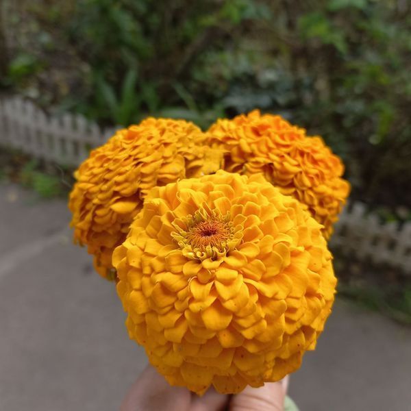 Цинія Оклахома Суміш 0089 фото