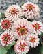 Цинія Свіззл F1 (Zinnia elegans Swizzle F1)  cherry-ivory 2810 фото