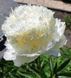 Bridal Gown 3/5 0937 фото 4