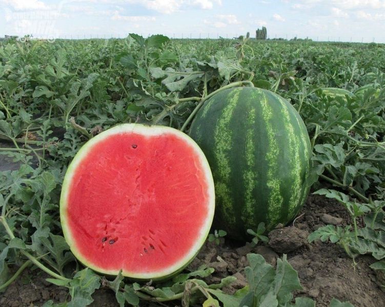 Топ Мара F1 ранній, 50 шт ТМ, United Genetics (Італія) 1135 фото