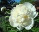 Bridal Gown 3/5 0937 фото 3