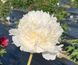 Bridal Gown 3/5 0937 фото 1