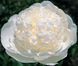 Bridal Gown 3/5 0937 фото 2