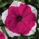 Дрімс F1 rose picotee 1000 драже, грандіфлора, PanAmerican, США 1721 фото