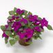 Імара F1 purple 100 шт,Syngenta Flowers, Нідерланди 2216 фото