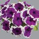 Лімбо F1 violet picotee 1000 драже, грандіфора, Hem Genetics, Нідерланди 1771 фото