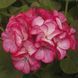 Пінто F1 rose bicolor 100 шт,Syngenta Flowers, Нідерланди 1971 фото