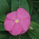 СанШторм F1 діп пінк 100 шт,кущовий,Syngenta Flowers, Нідерланди 2266 фото