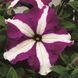 Тритунія F1 purple star 1000 драже, грандіфлора, Syngenta Flowers, Нідерланди 1821 фото