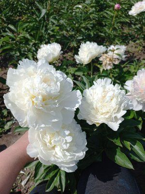 Puffed Cotton 3/5 бр 3117 фото