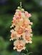 ДабелШот F1  peach 100 шт махрові, зріз, Hem Genetics, Нідерланди 0646 фото