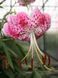 Лілія Speciosum Var Rubrum Uchida  0148 фото 2
