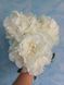Puffed Cotton 3/5 бр 3117 фото 2
