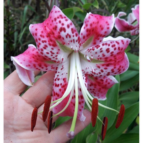 Лілія Speciosum Var Rubrum Uchida  0148 фото