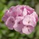 БуллзАй F1 light pink 50 шт,Syngenta Flowers, Нідерланди 1980 фото