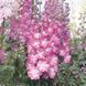 Дельфіна pink white beе 100 шт, Syngenta Flowers, Нідерланди 1044 фото