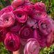 Ранункулюс (лютик) Aviv Rose , розмір 5/6, ціна за 3 шт 0544 фото
