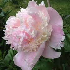 Півонія Petticoat Flounce 3/5 0299 фото