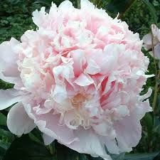 Півонія Petticoat Flounce 3/5 0299 фото