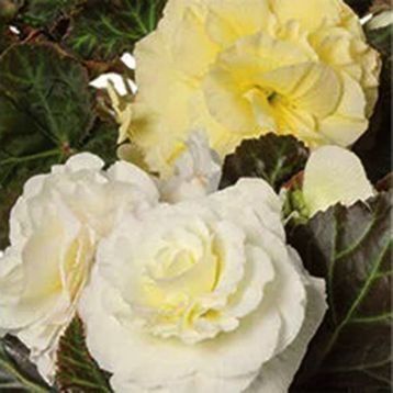 Лімітлесс F1 кремова 100 драже,Syngenta Flowers, Нідерланди 2176 фото