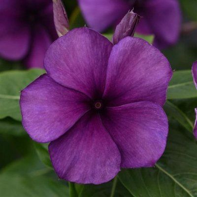 Тату F1 blueberry 100 шт,PanAmerican, США 2276 фото