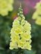 ДабелШот F1 yellow 100 шт махрові, зріз, Hem Genetics, Нідерланди 0647 фото
