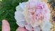 Півонія Petticoat Flounce 3/5 0299 фото 3