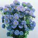 Айстра китайська Matsumoto, Light blue, Sakata 0099 фото 1