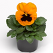 Фіно F1 orange with blotch 100 шт, Syngenta Flowers, Нідерланди 1584 фото
