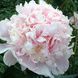 Півонія Petticoat Flounce 3/5 0299 фото 1