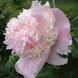 Півонія Petticoat Flounce 3/5 0299 фото 2