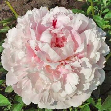 Reine Hortense 2/3 2874 фото