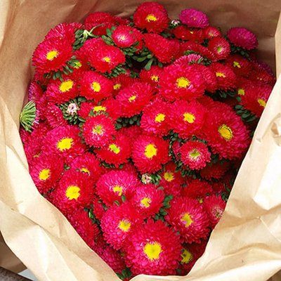 Айстра китайська Matsumoto, Red, Sakata 0100 фото