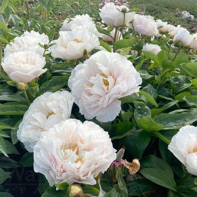 Blushing Princess 3/5 0050 фото