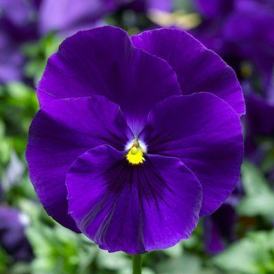 Дельта F1 blue  100 шт, Syngenta Flowers, Нідерланди 1489 фото