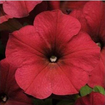 Ізі Вейв F1 berry velour 50 драже, ампельна сурфінія, PanAmerican, США 1732 фото