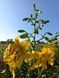 Лілія Yellow Bruse  0150 фото 3