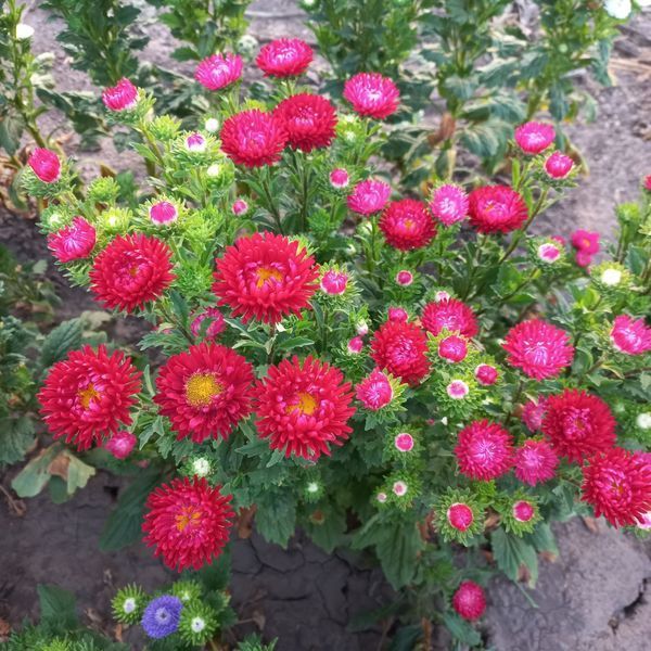 Айстра китайська Matsumoto, Red, Sakata 0100 фото