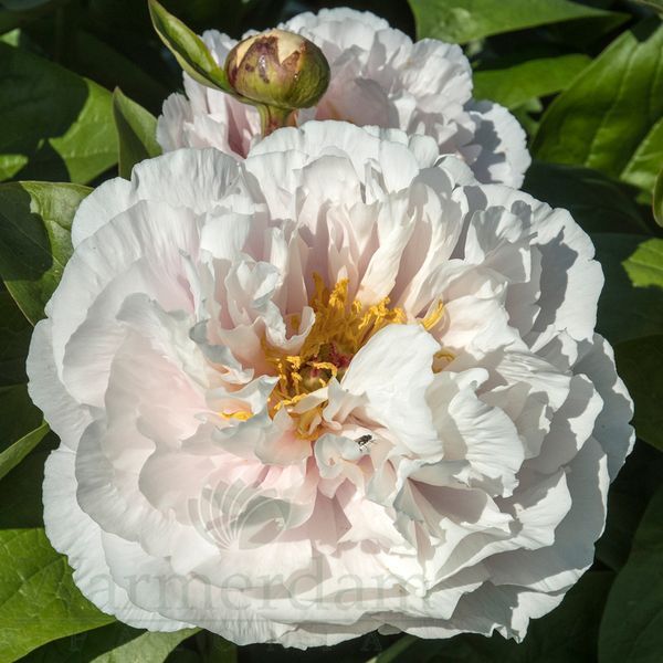 Blushing Princess 3/5 0050 фото