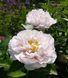 Blushing Princess 3/5 0050 фото 2