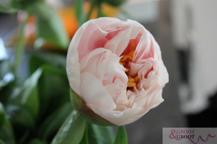Blushing Princess 3/5 0050 фото
