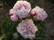 Reine Hortense 2/3 2874 фото 3