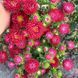 Айстра китайська Matsumoto, Red, Sakata 0100 фото 6