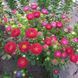 Айстра китайська Matsumoto, Red, Sakata 0100 фото 4