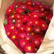 Айстра китайська Matsumoto, Red, Sakata 0100 фото 1