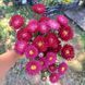 Айстра китайська Matsumoto, Red, Sakata 0100 фото 3