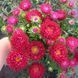 Айстра китайська Matsumoto, Red, Sakata 0100 фото 5